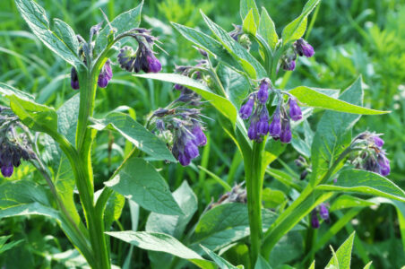 Make Homemade Comfrey Balm to Ease Soreness and Heal Wounds Image